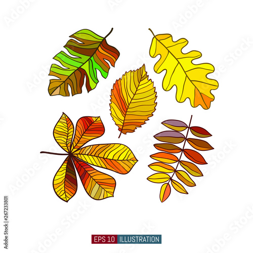 Colored leaves set. Vector graphics.