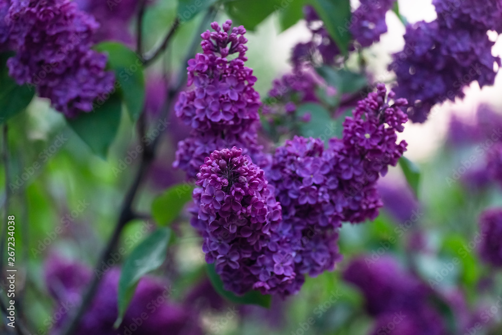 Obraz premium Dark lilac flowers in spring