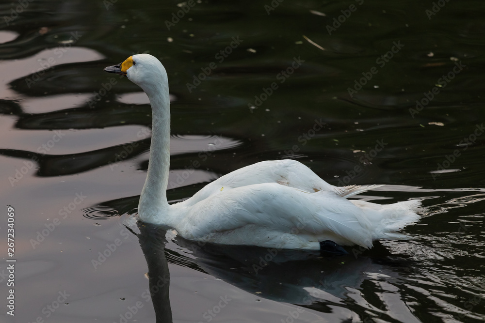 Naklejka premium White Swan in the Moscow Zoo
