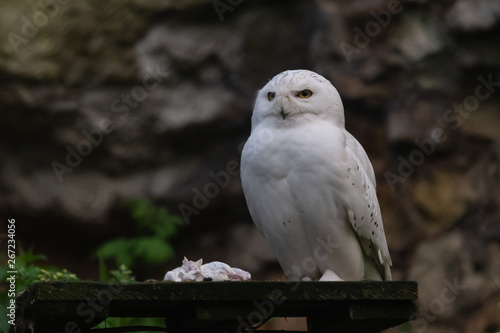 Snowy owl in the Moscow zoo