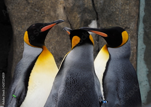 Waddle of Emperor Penguins