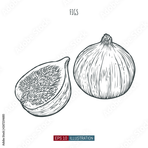 Hand drawn figs isolated. Template for your design works. Engraved style vector illustration.