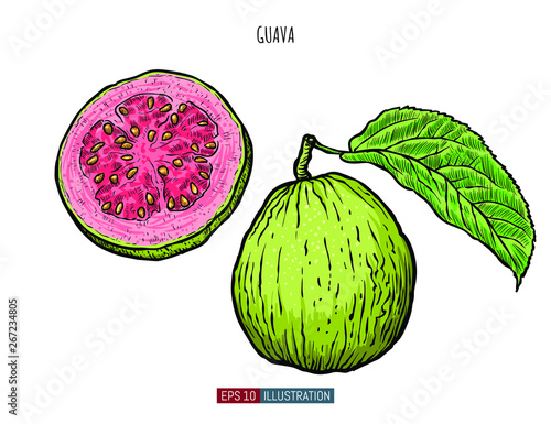 Hand drawn guava isolated. Template for your design works. Engraved style vector illustration.