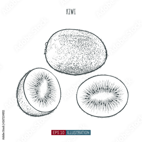 Hand drawn kiwi isolated. Template for your design works. Engraved style vector illustration.