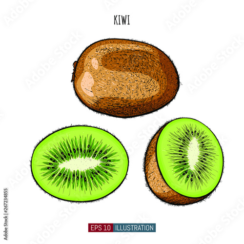 Hand drawn kiwi isolated. Template for your design works. Engraved style vector illustration.