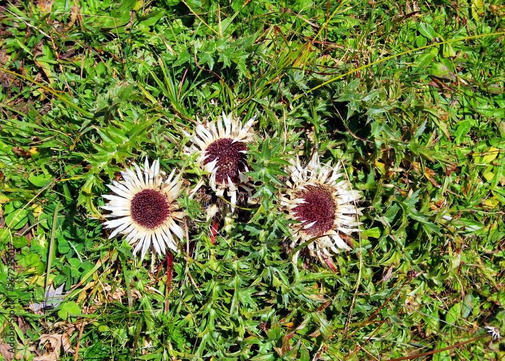 Alpendisteln im Herbst Alpendisteln im Herbst
