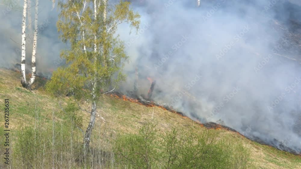 Fire burning at ground level in a forest with thick smoke. Fire burning at ground level in a forest with thick smoke.