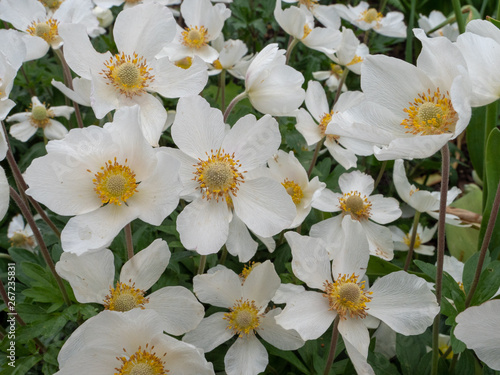 white flowers on green background