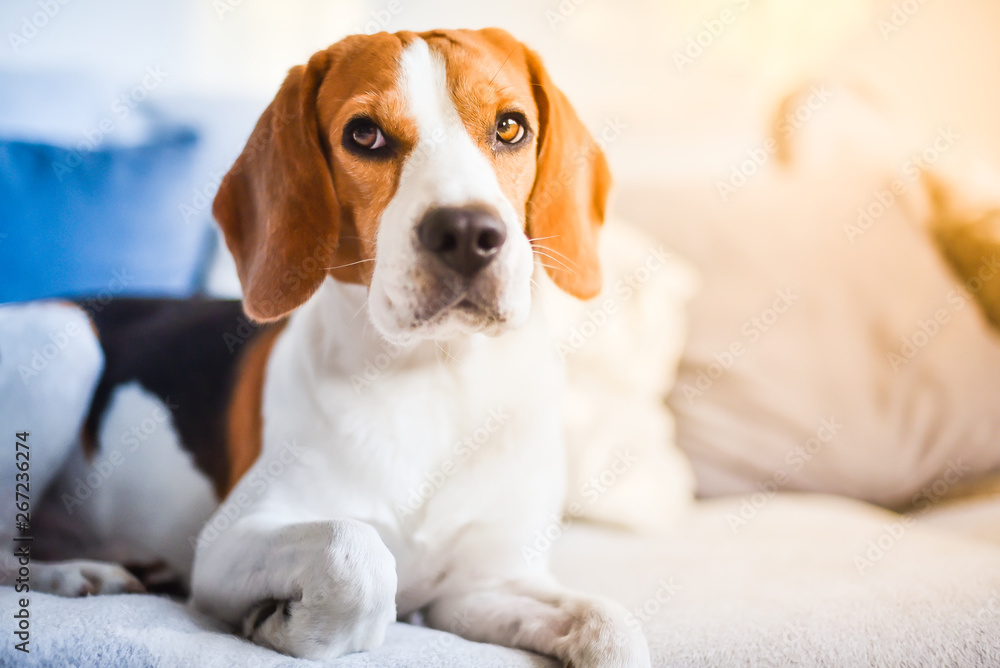 Beagle dog lying down on a carpet looking left Beagle dog lying down on a carpet looking left