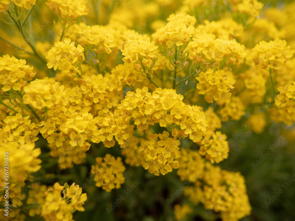 yellow flowers on a field yellow flowers on a field