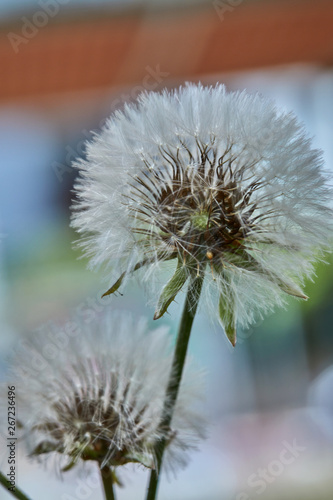 Blooming dandelion in nature