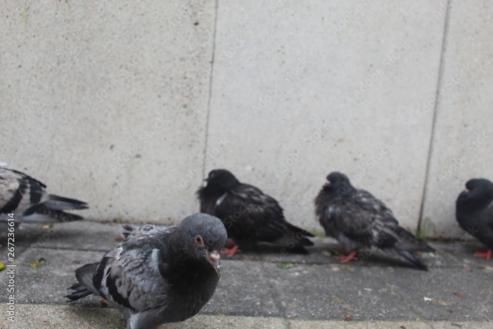 Fototapeta premium pigeons on the street