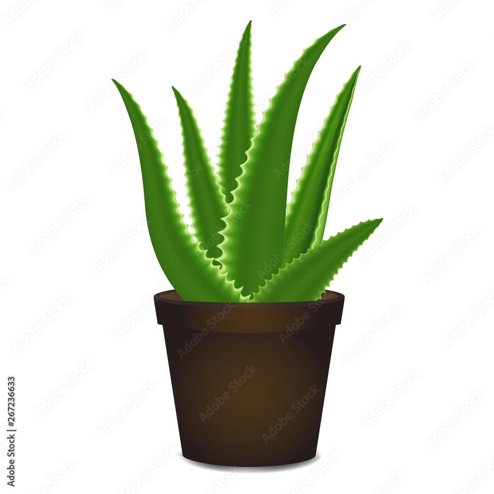 Aloe vera pot icon. Cartoon of aloe vera pot vector icon for web design isolated on white background Aloe vera pot icon. Cartoon of aloe vera pot vector icon for web design isolated on white background