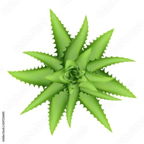 Aloe vera plant top view icon. Cartoon of aloe vera plant top view vector icon for web design isolated on white background