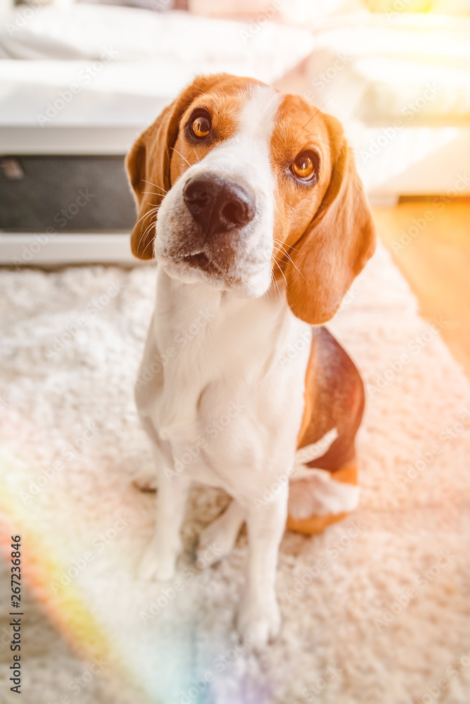 Beagle dog sits on a carpet looking up