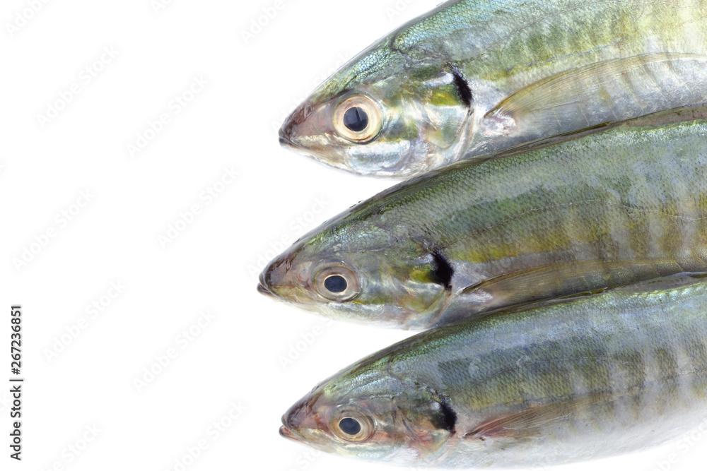 Fresh fish isolated on a white background Fresh fish isolated on a white background