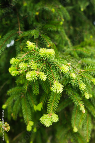 Young Green fir-tree branches.