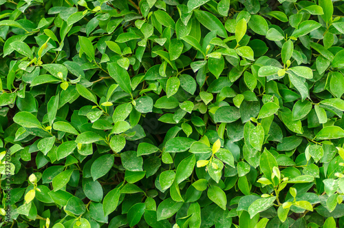 Fresh Green laurel hedge leaves