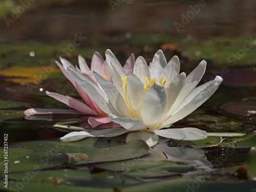 Beautiful white blooming lotus flower