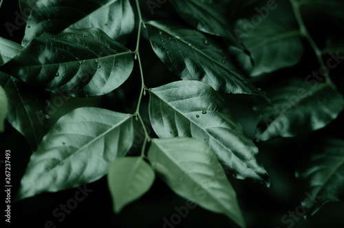 Glossy leaves of a bush plant