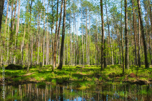Wetlands of Ukraine in spring. Water reflects trees.