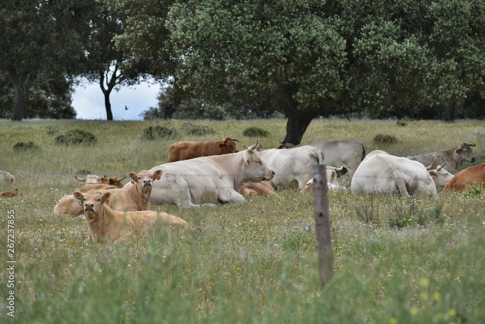 A descansar A descansar