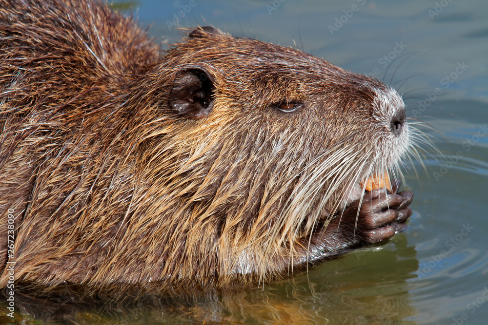 Nutria or coipo (Myocastor coypus) feeding in natural habitat, South America. Nutria or coipo (Myocastor coypus) feeding in natural habitat, South America.
