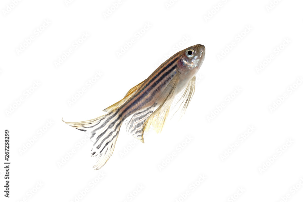 Fototapeta premium ゼブラダニオ