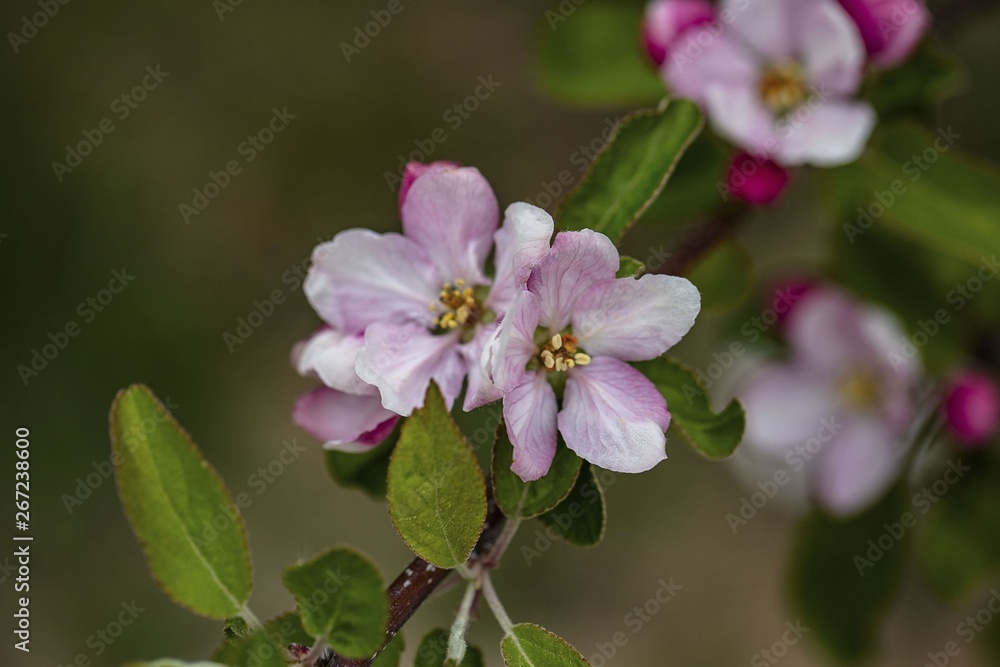 Gorgeous beutiful blooming apple tree brunch isolated. Gorgeous backgrounds.