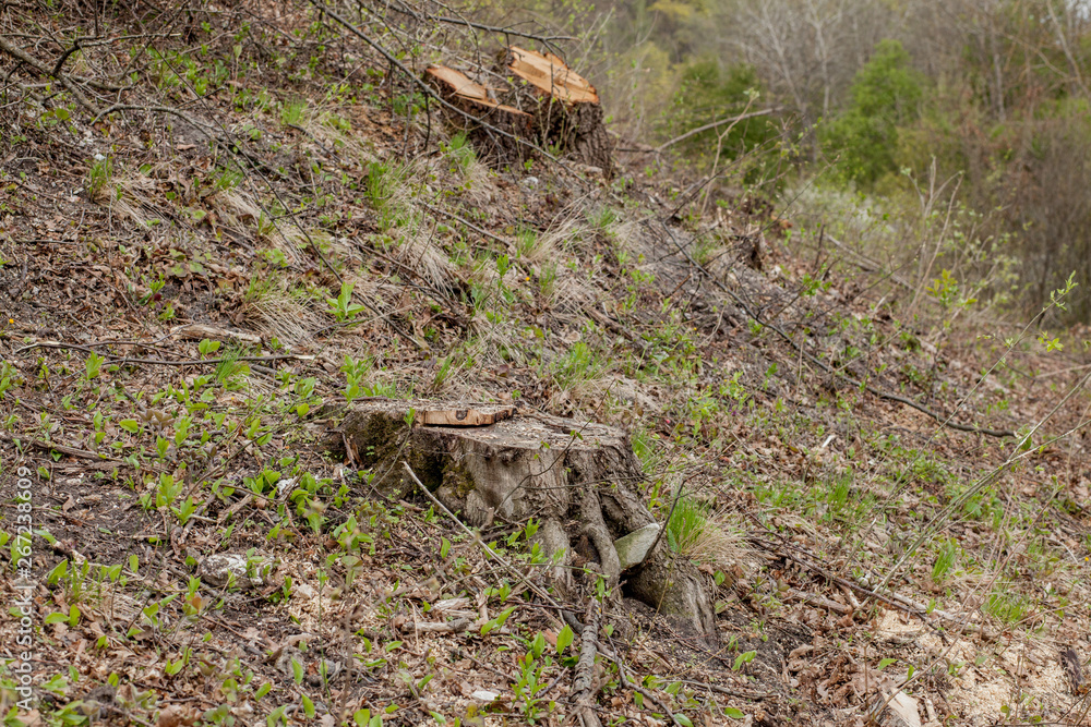 Obraz premium Pine tree forestry exploitation in a sunny day. Stumps and logs show that overexploitation leads to deforestation endangering environment and sustainability