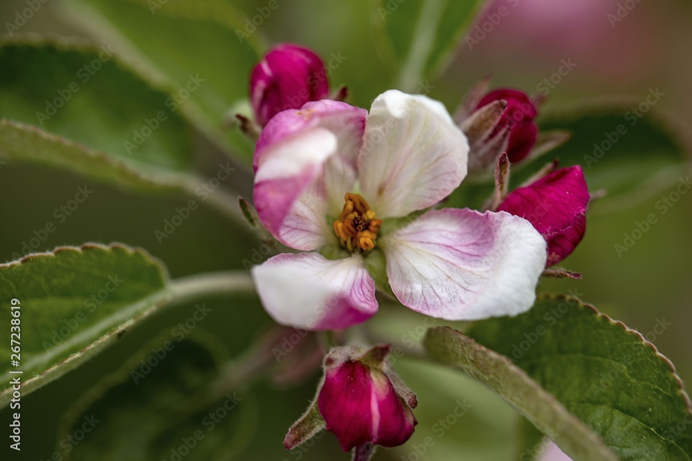 Gorgeous beutiful blooming apple tree brunch isolated. Gorgeous backgrounds. Gorgeous beutiful blooming apple tree brunch isolated. Gorgeous backgrounds.