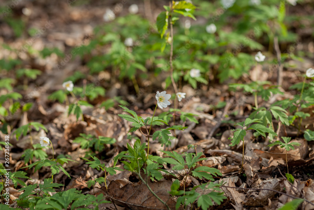 Blooming flowers in a sunny green spring forest Blooming flowers in a sunny green spring forest