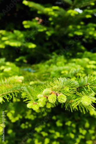 Young Green fir-tree branches.