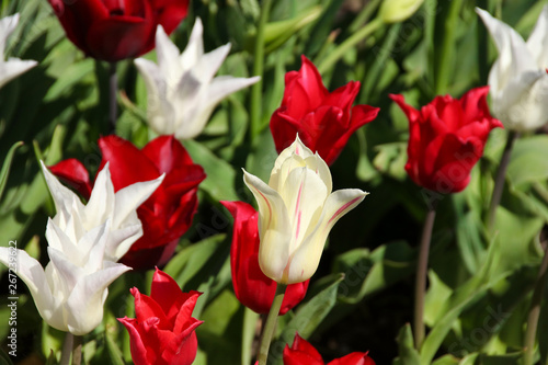 Fototapeta Naklejka Na Ścianę i Meble -  Red and white tulips in the sun