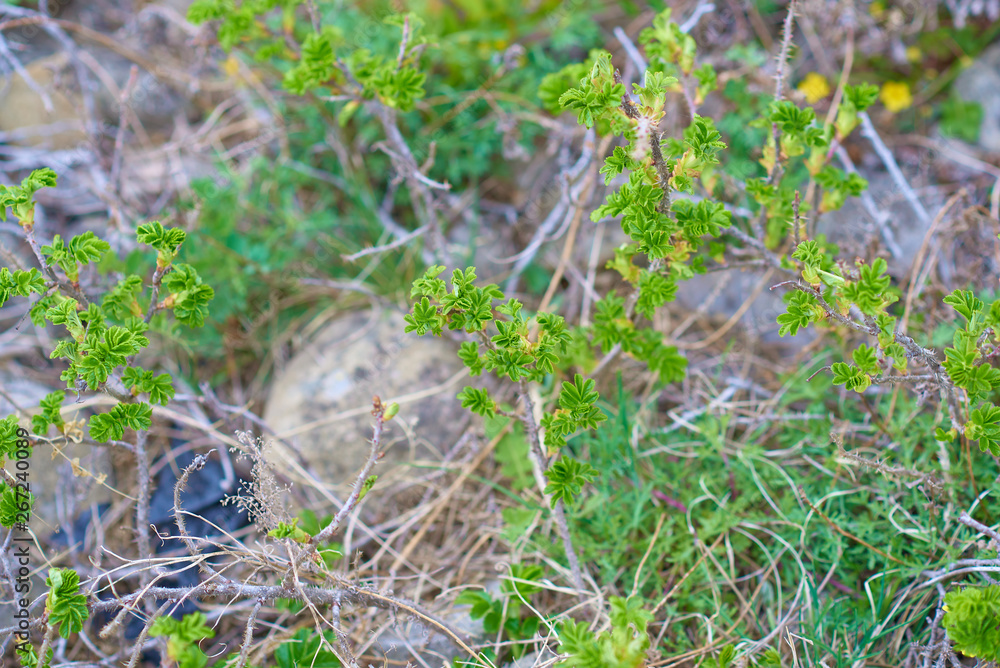 Young shoots of wild rose only close-up Young shoots of wild rose only close-up