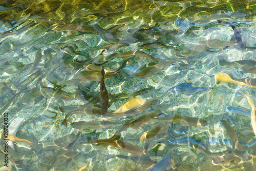 Mutant colorful specimen of rainbow trout in the pond. White, blue, yellow, plain and spotted fish photo