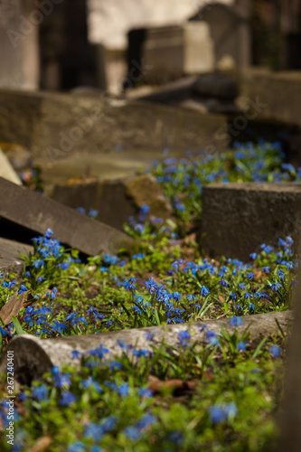 Blue Spring Flowers blooming between ancient Tombstones at the Jewish Cemetry in Berlin-Prenzlauer Berg District