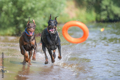 two dobermans run and play in the water with splashes