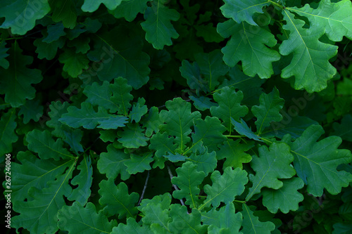 spring oak green leaves background