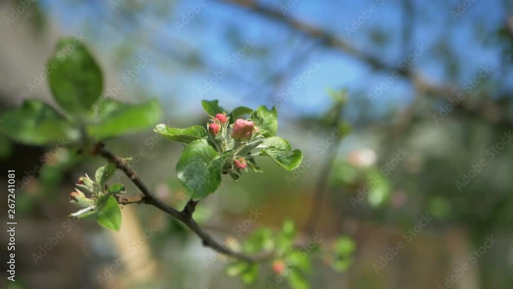 Close up for white apple flower buds on a branch. Closeup on flowering bloom of apple tree blossoming flowers in spring garden. Slow motion. Shallow DOF. Spring day. Blue sky Close up for white apple flower buds on a branch. Closeup on flowering bloom of apple tree blossoming flowers in spring garden. Slow motion. Shallow DOF. Spring day. Blue sky