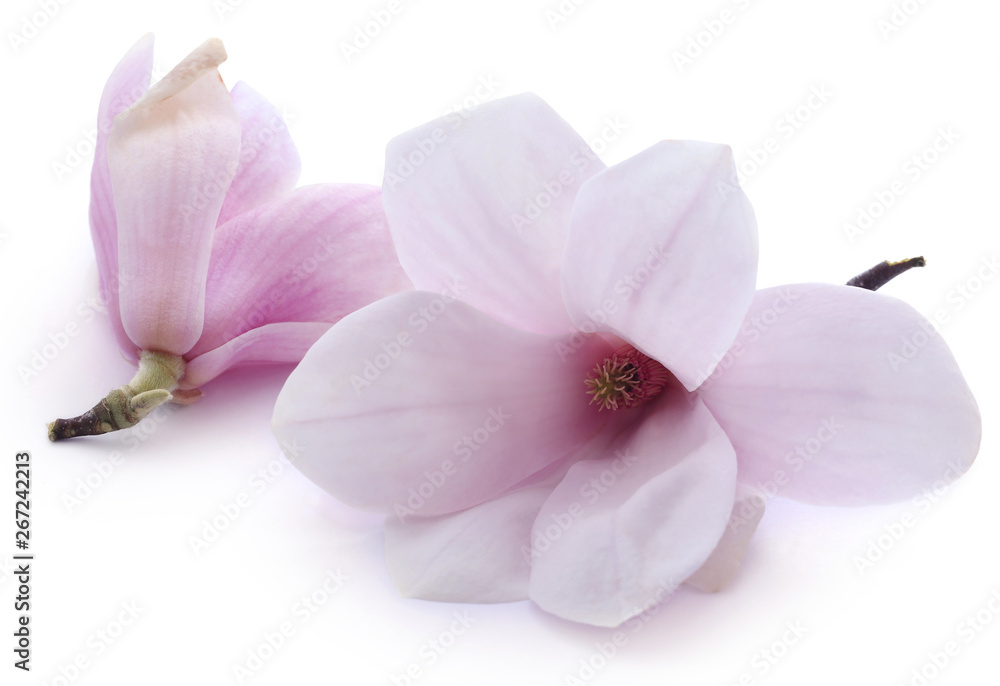 Magnolia flower Magnolia flower