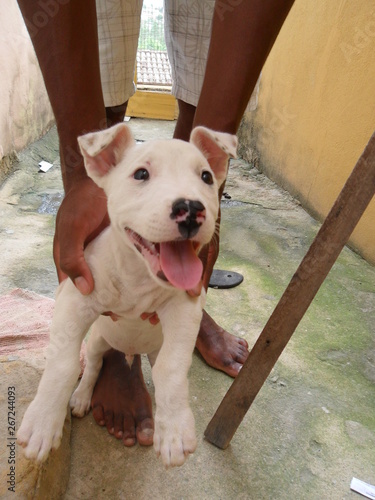 Foto Brincando com meu cachorro