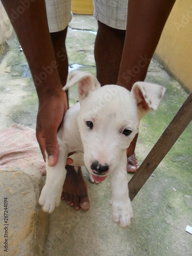 Brincando com meu cachorro