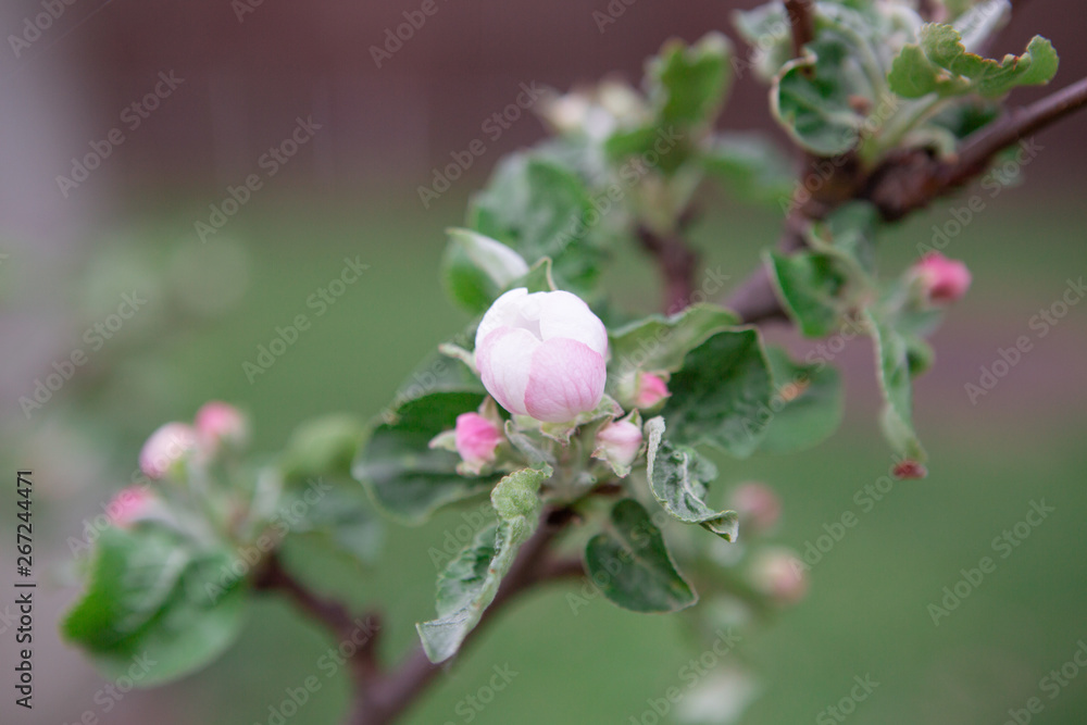 apple tree blossom apple tree blossom