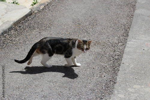 chat dans la rue