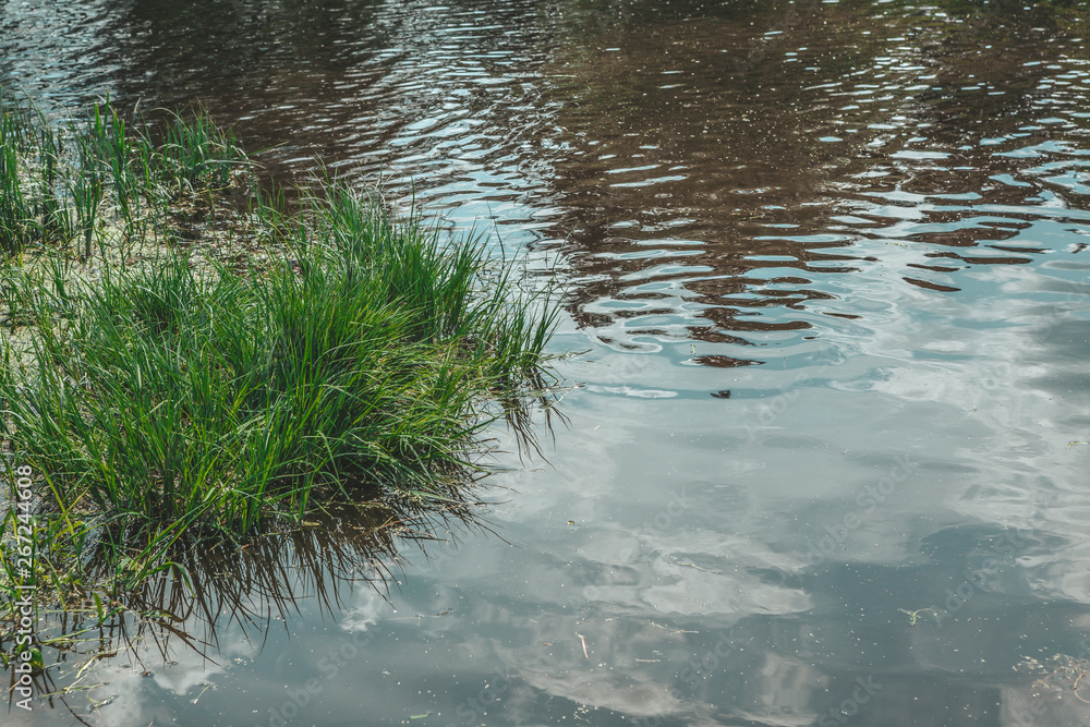 reflection of trees in water