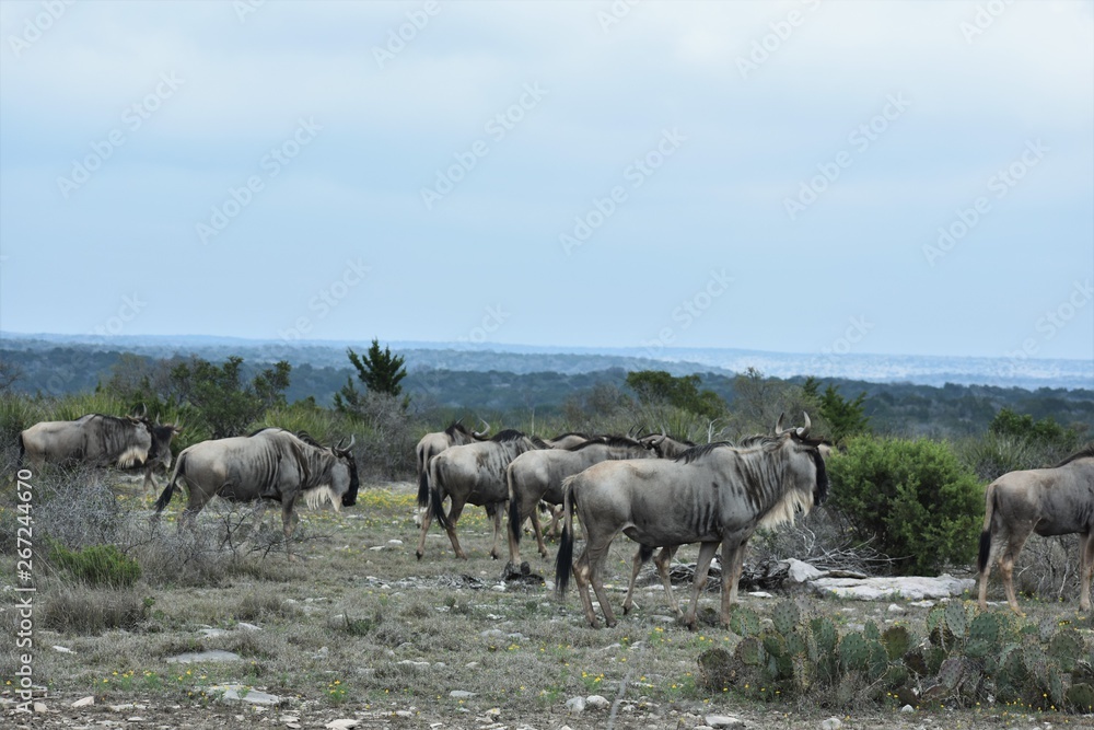 Wildebeest herd on top of a mountain