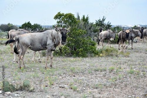 Fototapeta Naklejka Na Ścianę i Meble -  Wildebeest herd on top of a mountain
