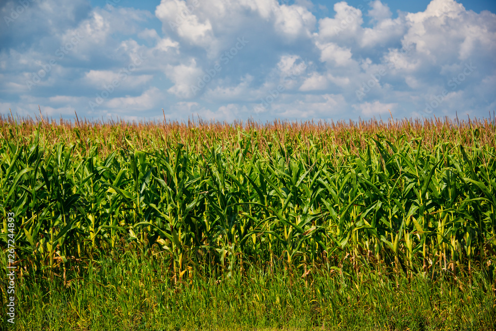 Obraz premium Cornfield with blue sky and clouds