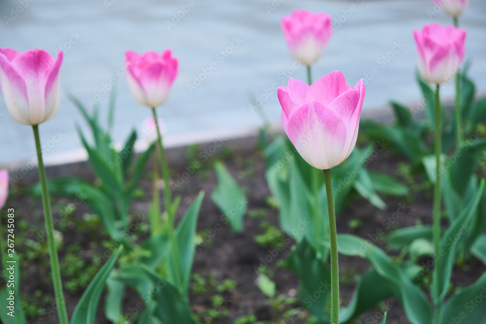 pink tulips in the garden